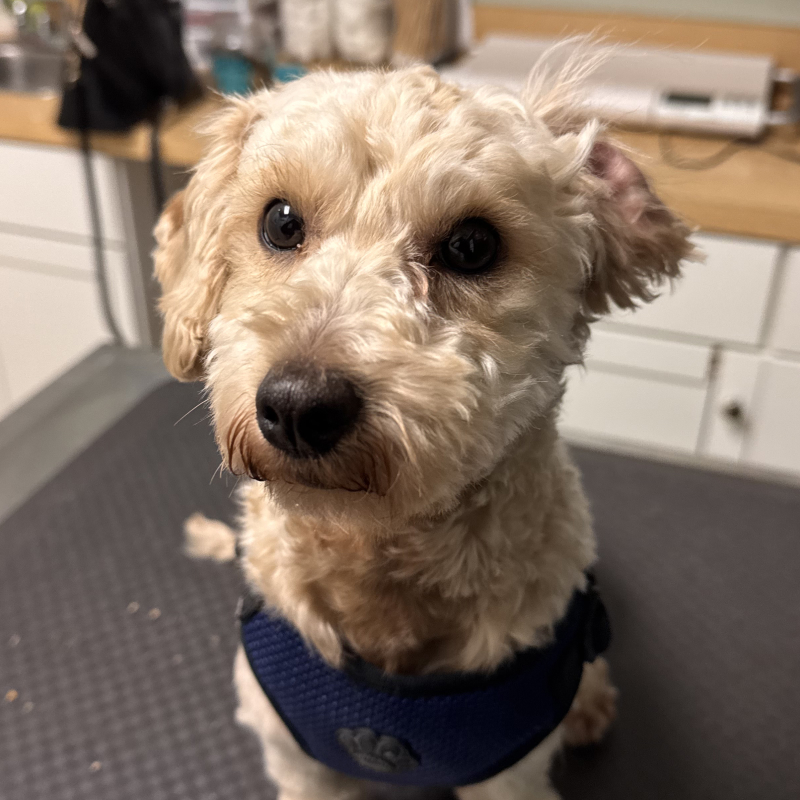 Grover the maltipoo, Co-founder and Lead QA Tester